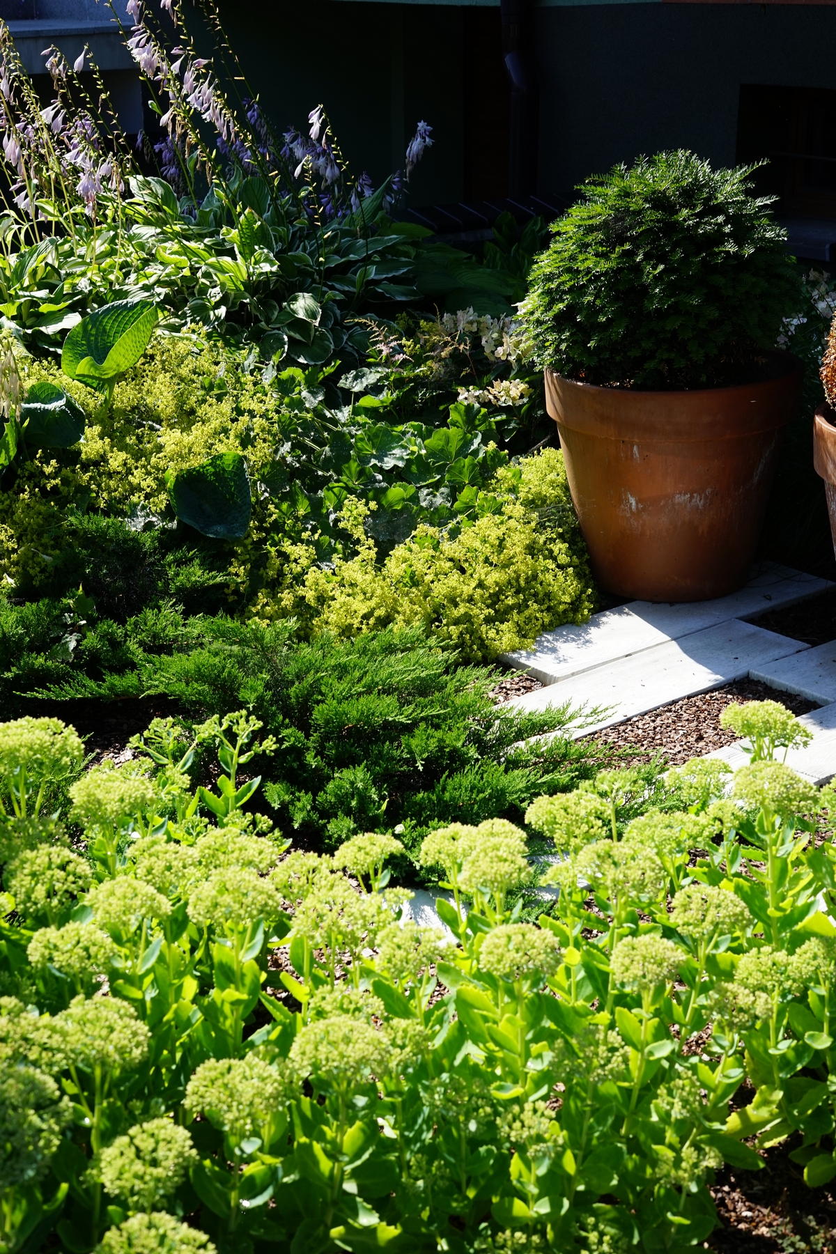 Zakładanie ogrodów Wieszowa